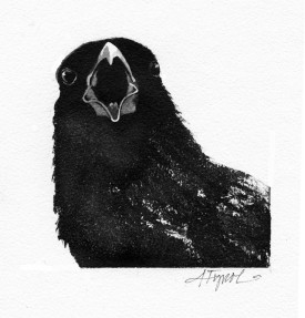 crow_rev.jpg thumbnail