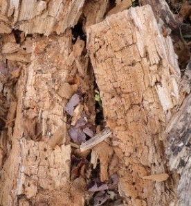 Cubist Curiosity thumbnail