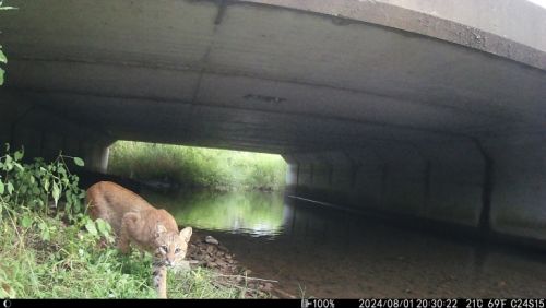 Bobcat game camera
