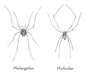 daddylonglegs.jpg thumbnail