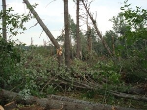 Wind, Fire, Ice, and Insects: Can Natural Disturbances Be a Management Tool for Foresters? thumbnail