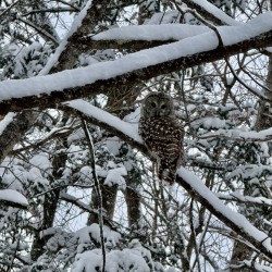 Barred owl Photo: Sandy Miklas Dannis