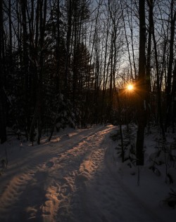 Evening tracks Photo: Sandy Miklas Dannis