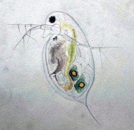 Daphnia thumbnail
