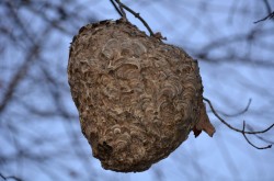 Hornets nest Photo: Karen Dapp
