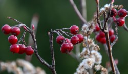 Red chokeberry Photo: Karen Dapp