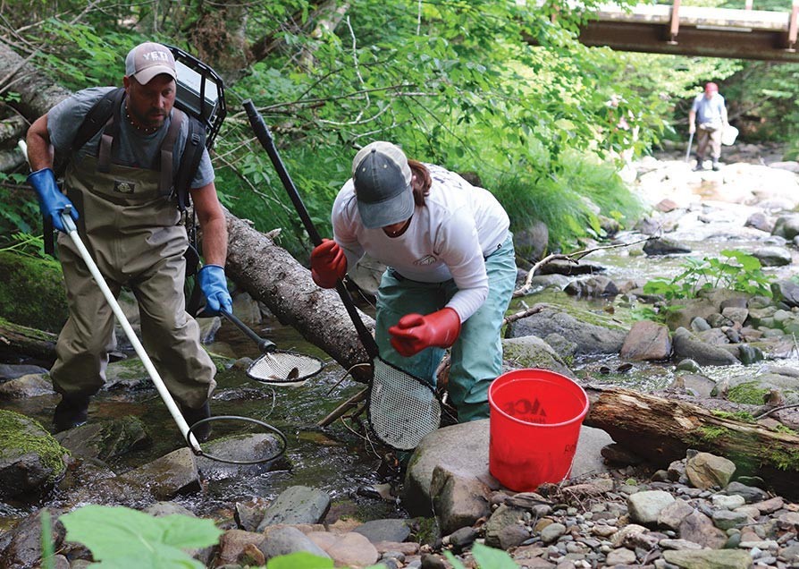 Fish monitoring