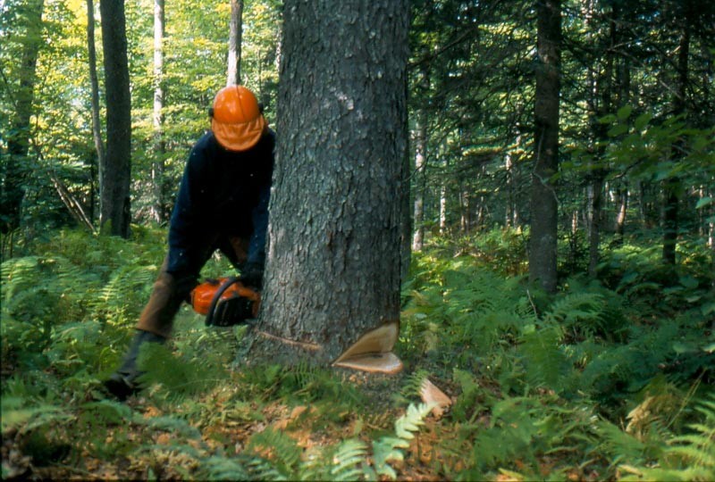 Dave Brown Carves Bowls (and a Full Life) From the Forest