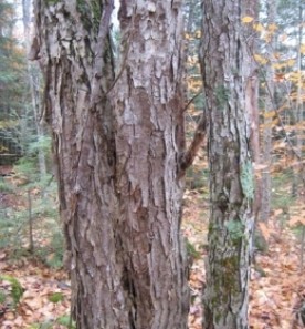 Dec0409_contest_pic400_2.jpg thumbnail