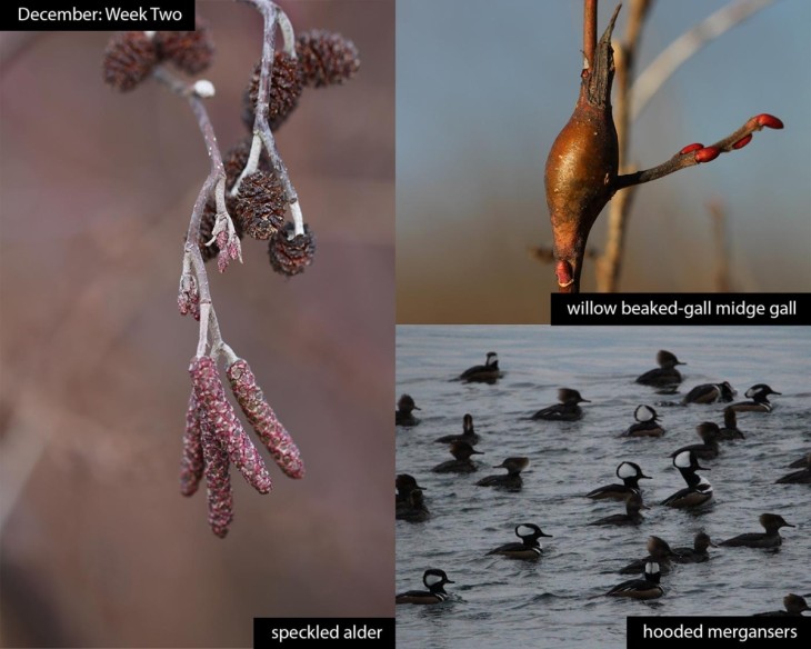 December nature
