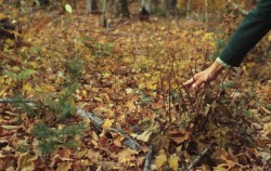 Too Many Whitetails? Photo: Manfred Mielke, USDA Forest Service, Bugwood.org