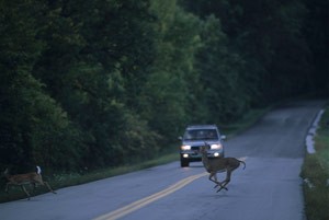 Turn the Clocks Back and Look Out for Deer