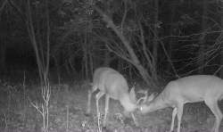 Pre-Season Stand-Off Photo: Northern Woodlands