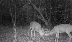 Pre-Season Stand-Off Photo: Northern Woodlands