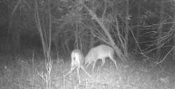 Pre-Season Stand-Off Photo: Northern Woodlands