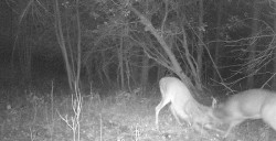 Pre-Season Stand-Off Photo: Northern Woodlands