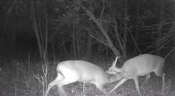 Pre-Season Stand-Off Photo: Northern Woodlands