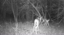 Pre-Season Stand-Off Photo: Northern Woodlands