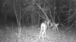 Pre-Season Stand-Off Photo: Northern Woodlands