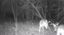 Pre-Season Stand-Off Photo: Northern Woodlands