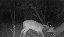 Pre-Season Stand-Off Photo: Northern Woodlands