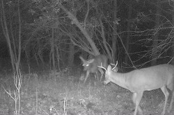 Pre-Season Stand-Off Photo: Northern Woodlands