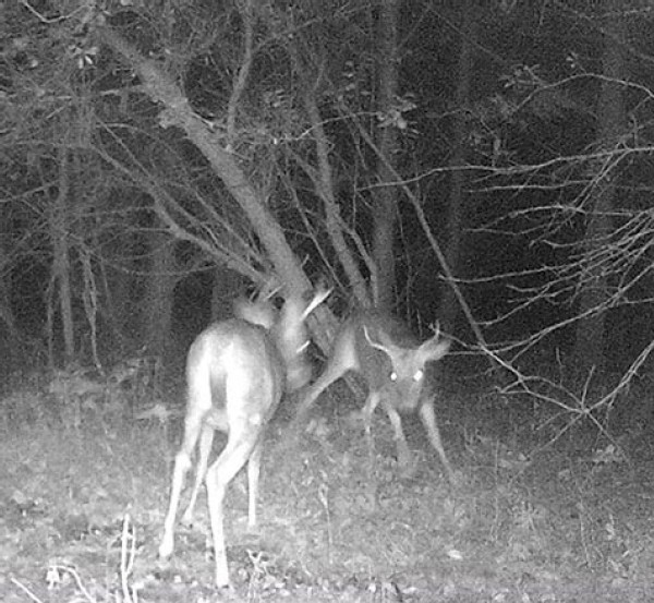 Pre-Season Stand-Off