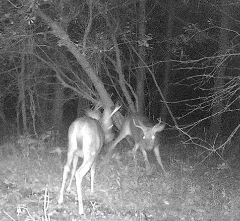 Pre-Season Stand-Off