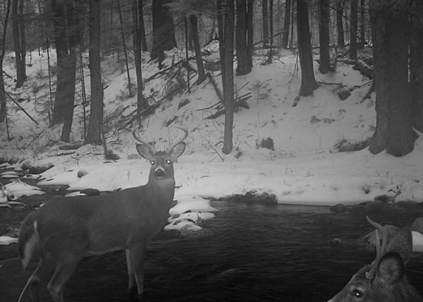 Adirondack Deer Migration