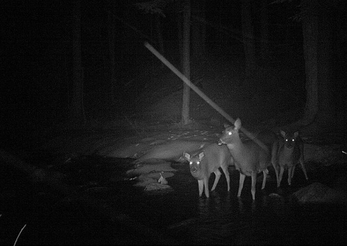 Adirondack Deer Migration