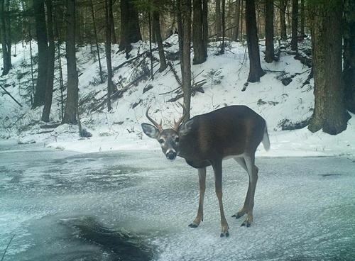 Adirondack Deer Migration