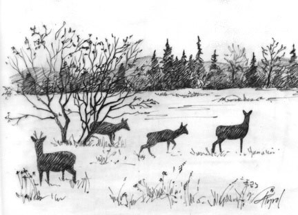 A Deer Disease on the Doorstep thumbnail