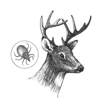 Oaks, Mice, Gypsy Moths, and Lyme Disease thumbnail