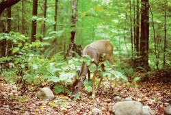 deerfat.jpg