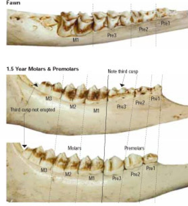 Determine a Deer's Age by its Jaw