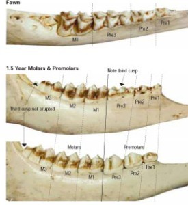 Determine a Deer's Age by its Jaw thumbnail