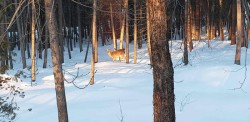 deermorningsun2.jpg