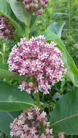 devon_milkweed_plant_w.jpg