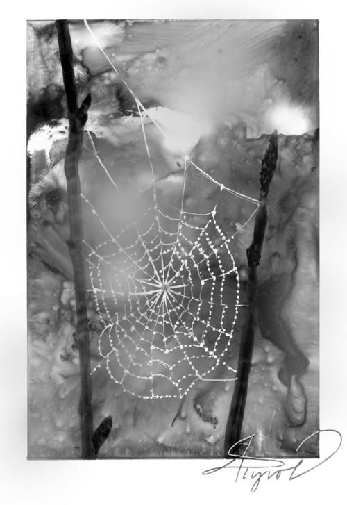 Dewy spider web