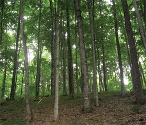 A Damaging Tradition: Diameter-Limit Cutting Diminishes a Woodlot thumbnail