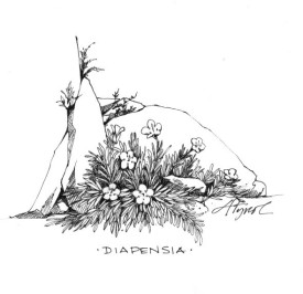 Diapensia_2.jpg thumbnail