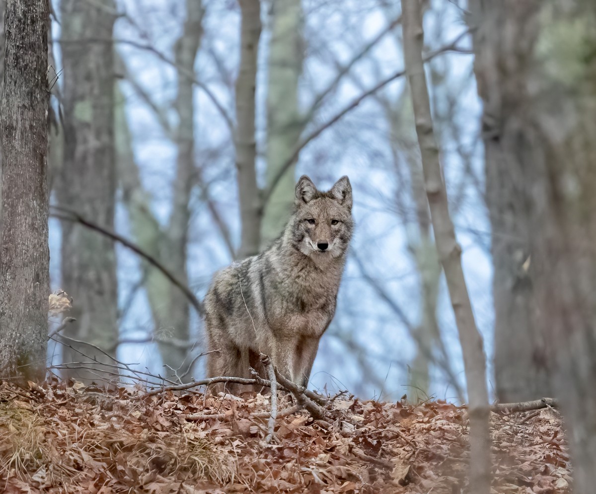 Coyote