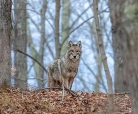 Coyote thumbnail