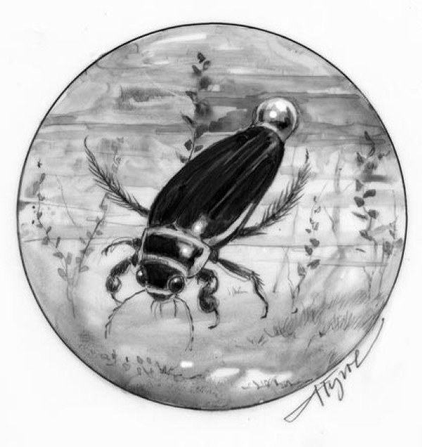 Beetles and Bubbles, Above and Below