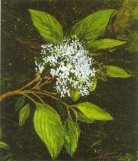 dogwood.jpg thumbnail