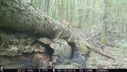 Just a Downed Tree Photo: Northern Woodlands