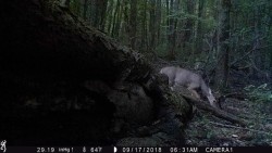 Just a Downed Tree Photo: Northern Woodlands