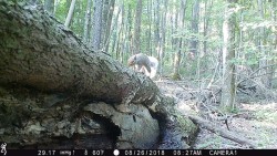 Just a Downed Tree Photo: Northern Woodlands