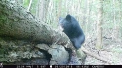 Just a Downed Tree Photo: Northern Woodlands