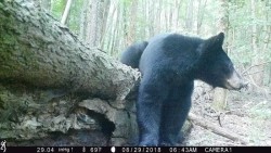 Just a Downed Tree Photo: Northern Woodlands